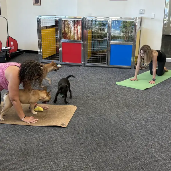 Puppy cuddles during a yoga session